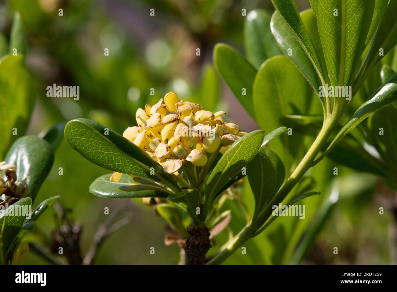 Pittosporum tobira Foto Stock