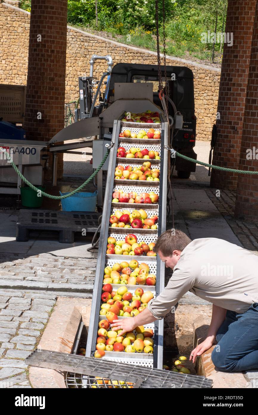 Preparazione delle mele da sidro per la pressatura, il Newt Somerset Foto Stock