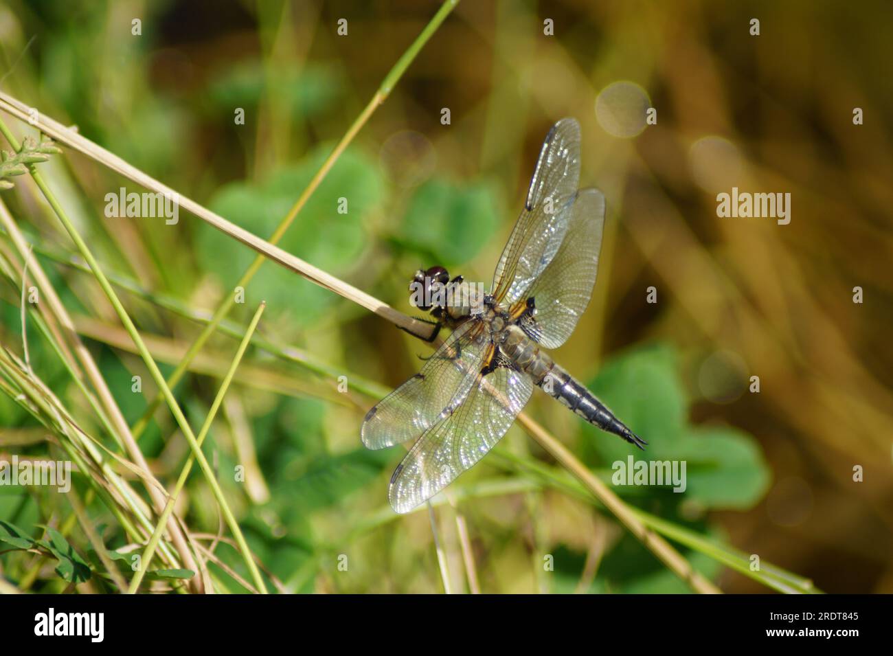 La libellula quadrimaculata a quattro maculata si prende il sole su una lama d'erba Foto Stock