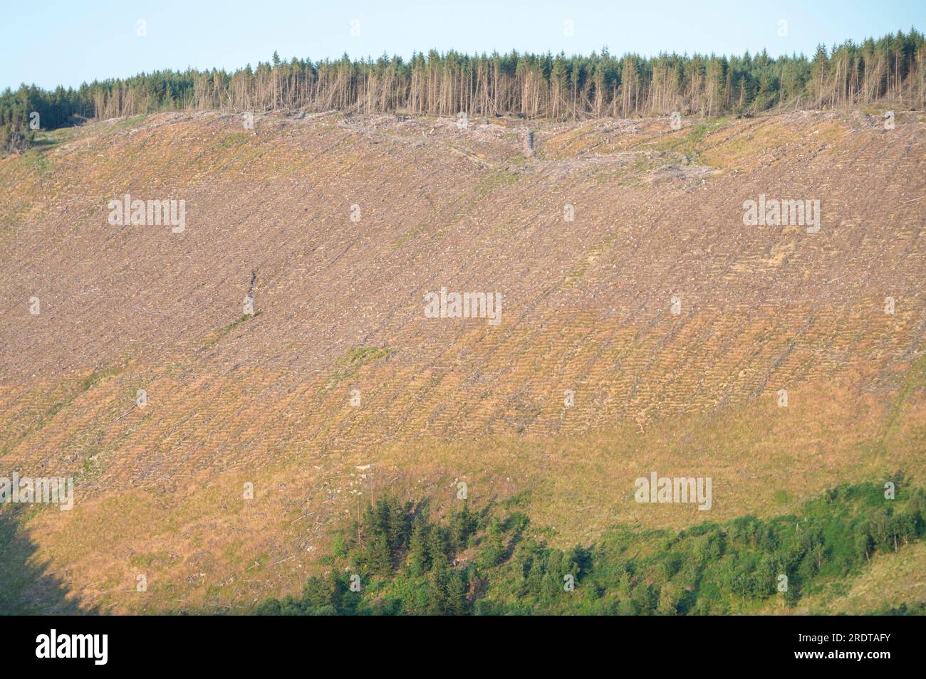 Clearfell forestry sopra l'Afon Doethie, Galles centrale, Regno Unito Foto Stock