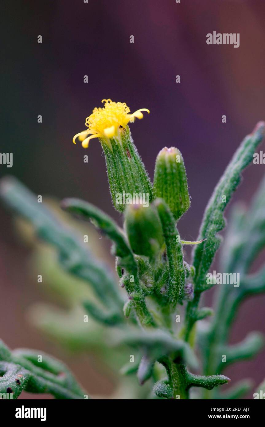 Common Groundsel (Senecio vulgaris), Texel, Paesi Bassi Foto Stock