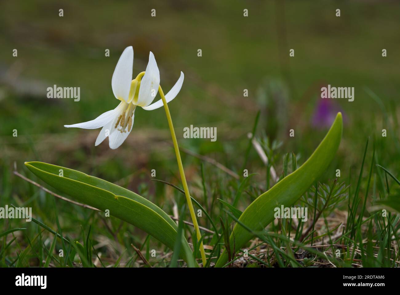 Fiore di viola-dente-cane, flor de diente de perro, Erythronium dens-canis, flores de color blanco, fiore di colore bianco Foto Stock
