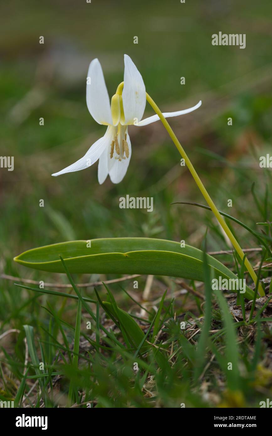 Fiore di viola-dente-cane, flor de diente de perro, Erythronium dens-canis, flores de color blanco, fiore di colore bianco Foto Stock