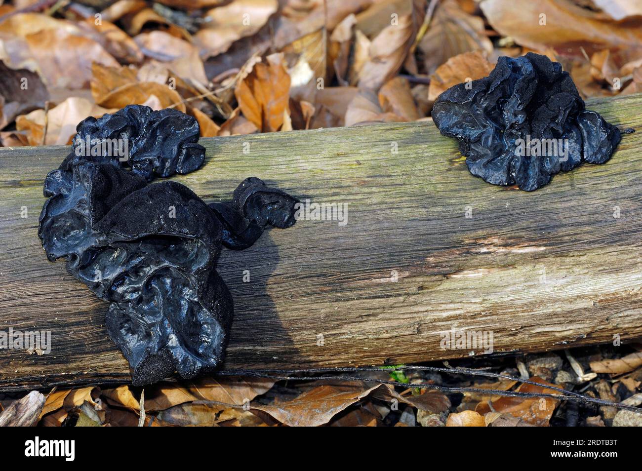 Black Jelly, North Rhine-Westphalia, Germania (Exidia truncata), Black WitchÂ's Butter Foto Stock