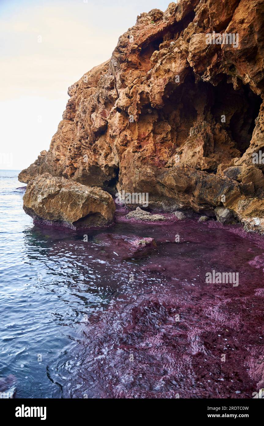 Scogliere vicino a cova Tallada con erbaccia corallina allungata (Ellisolandia elongata) in acque poco profonde (parco naturale di Montgó, Alicante, mar Mediterraneo, Spagna) Foto Stock