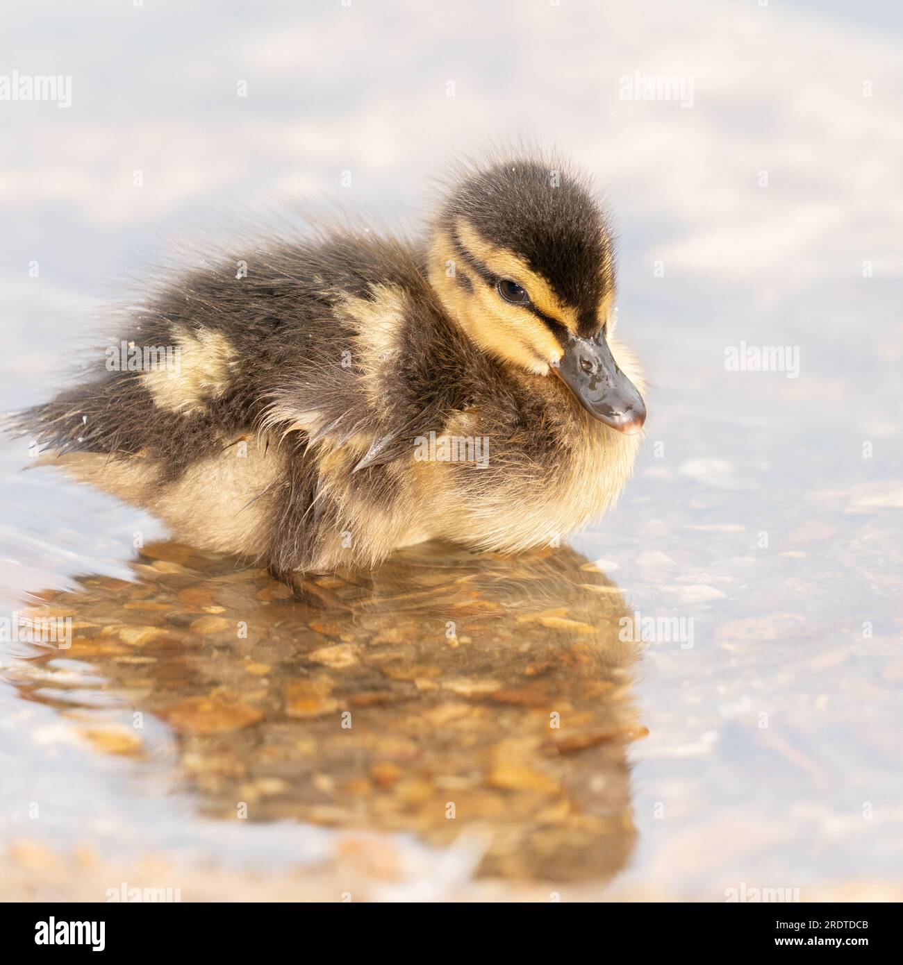 Anatroccolo al Cemetery Lake sul Southampton Common Foto Stock