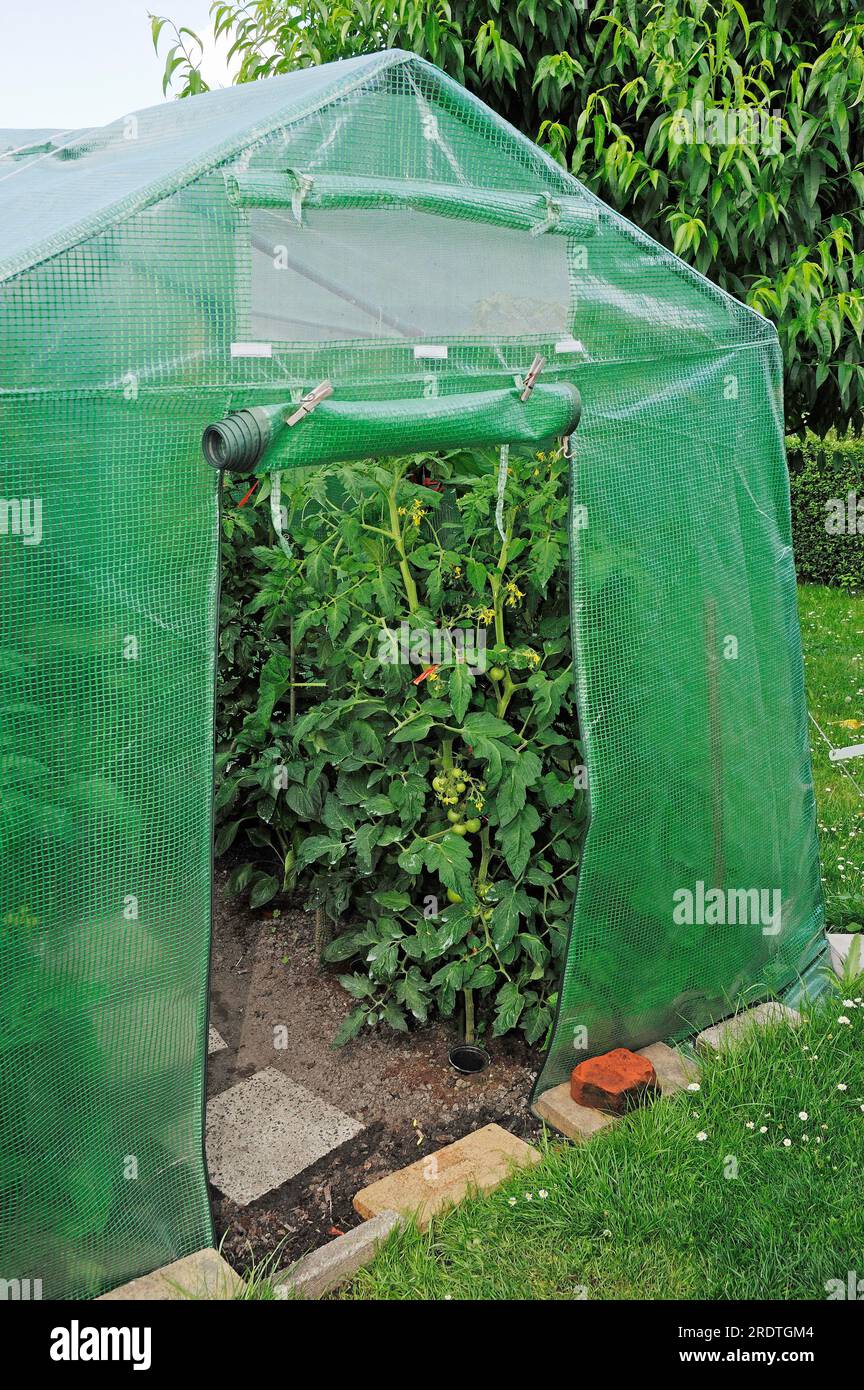 Pomodori (Solanum lycopersicum) in serra Foto Stock