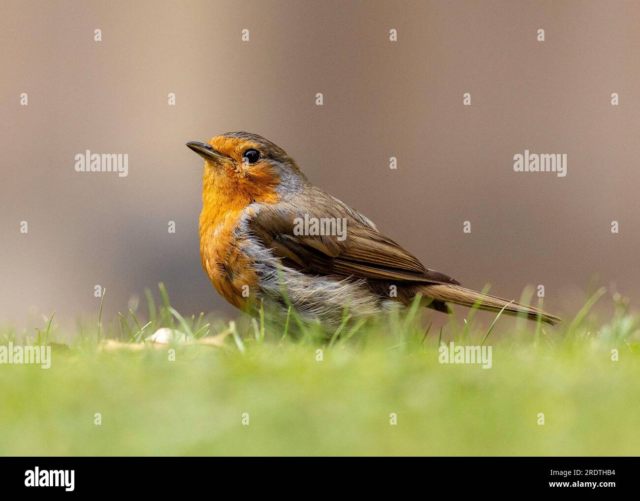 Giardino Robin Foto Stock