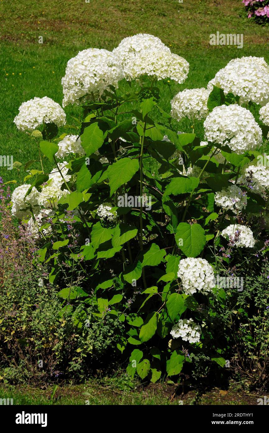 Idrangea liscia (Hydrangea arborescens) 'Annabelle Foto Stock