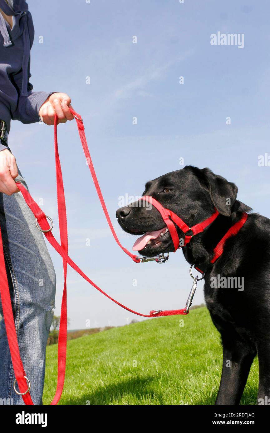 Labrador Retriever con colletto e guinzaglio, Halti Foto Stock