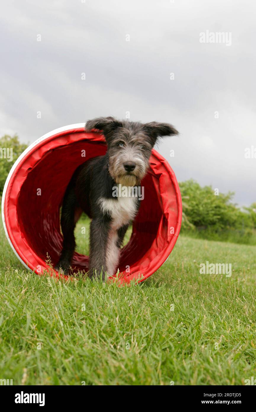 Cane di razza mista in tunnel, agilità Foto Stock