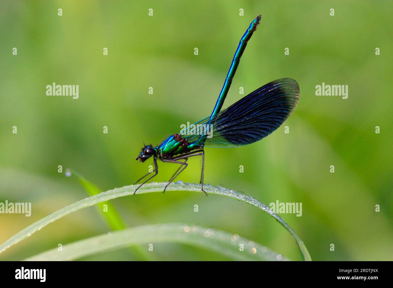 Banded Blackwing, maschio, bassa Sassonia, Germania (Calopteryx splendens) (Agrion splendens), Banded Agrion Foto Stock