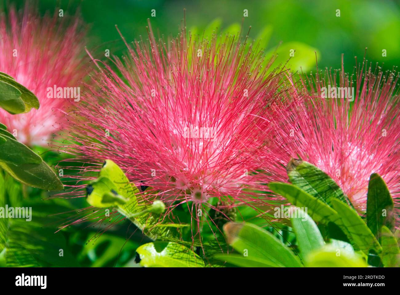 Polvere (Calliandra surinamensis) Foto Stock