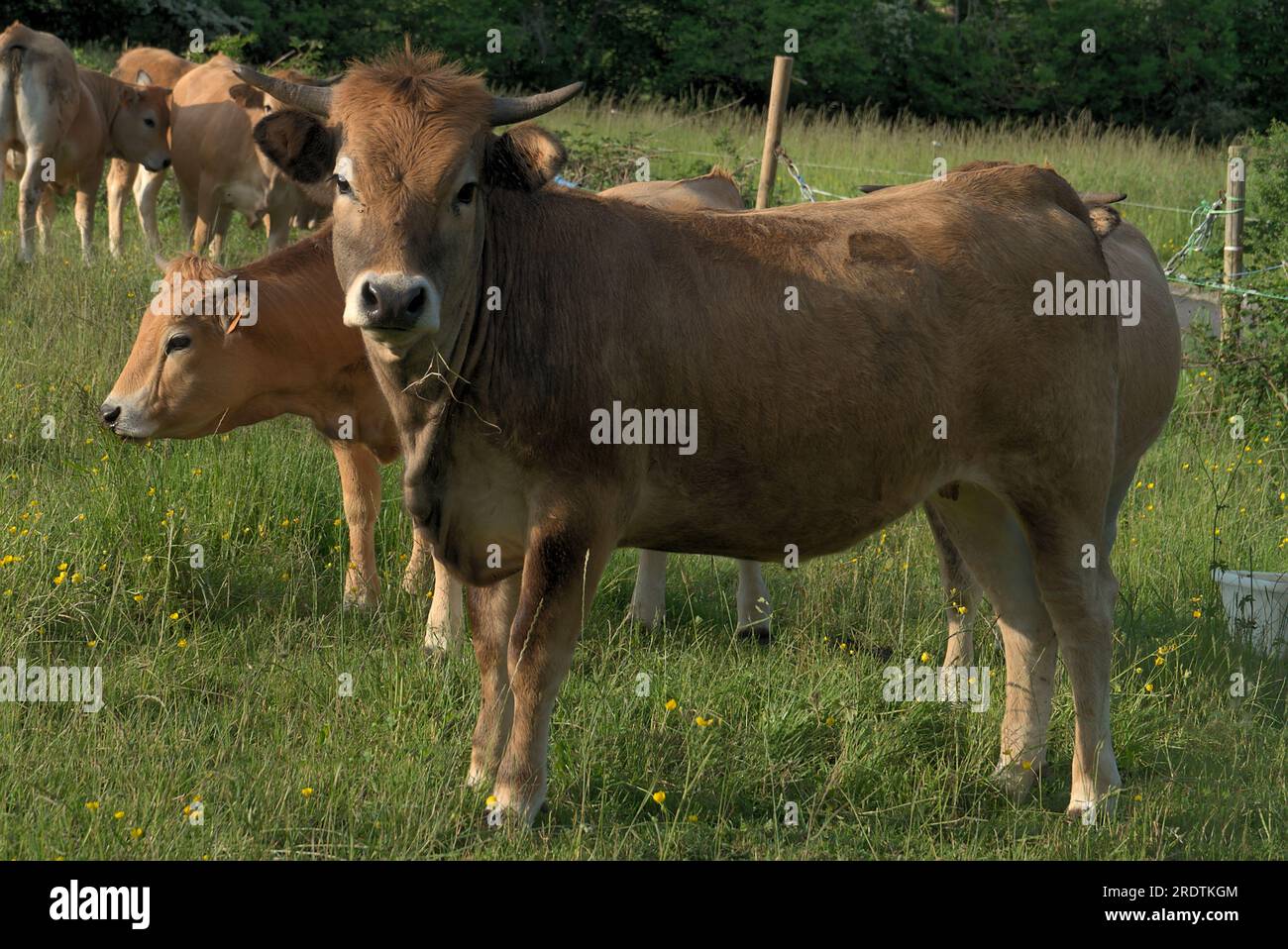 Aubrac vacche, nel loro prato in Auvergne, ritratti Foto Stock