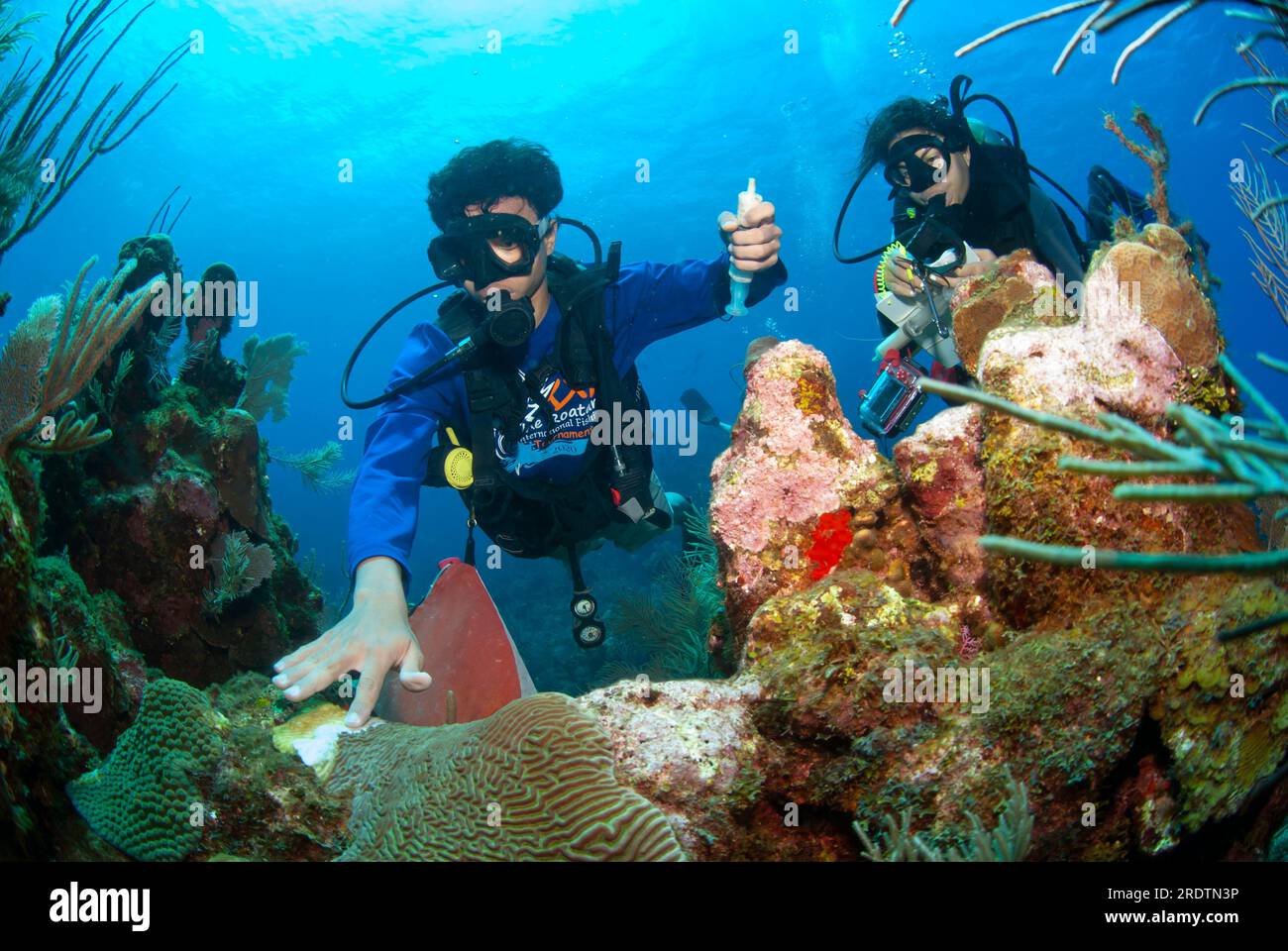 Biologo marino che utilizza antibiotico per trattare i coralli cerebrali malati affetti da Stony Coral Tissue Loss Disease (SCTLD) Foto Stock