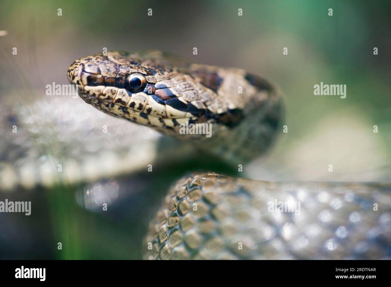 Smooth Snake (Coronella austriaca), Carinzia, Austria Foto Stock