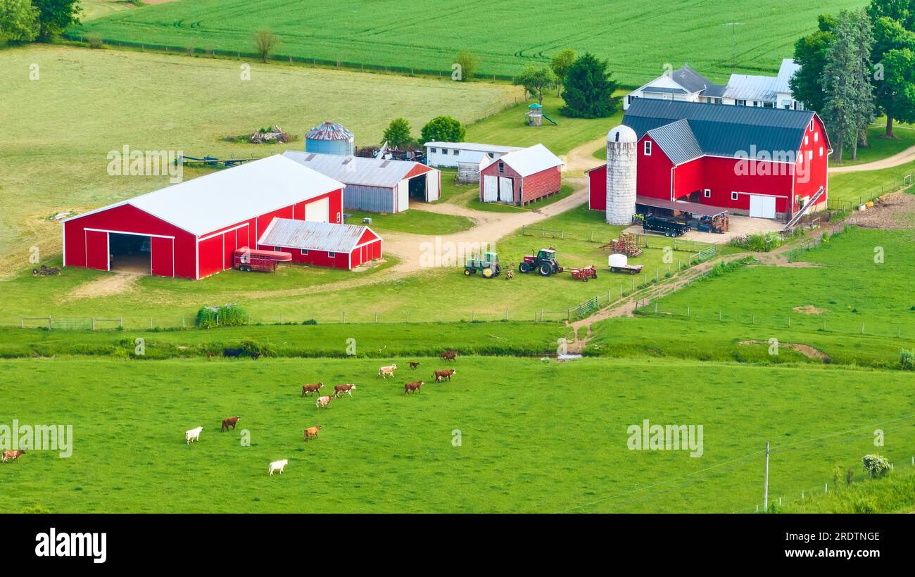 Terreno agricolo aereo con mucche che pascolano nei verdi pascoli, fienile rosso e stalla rossa Foto Stock