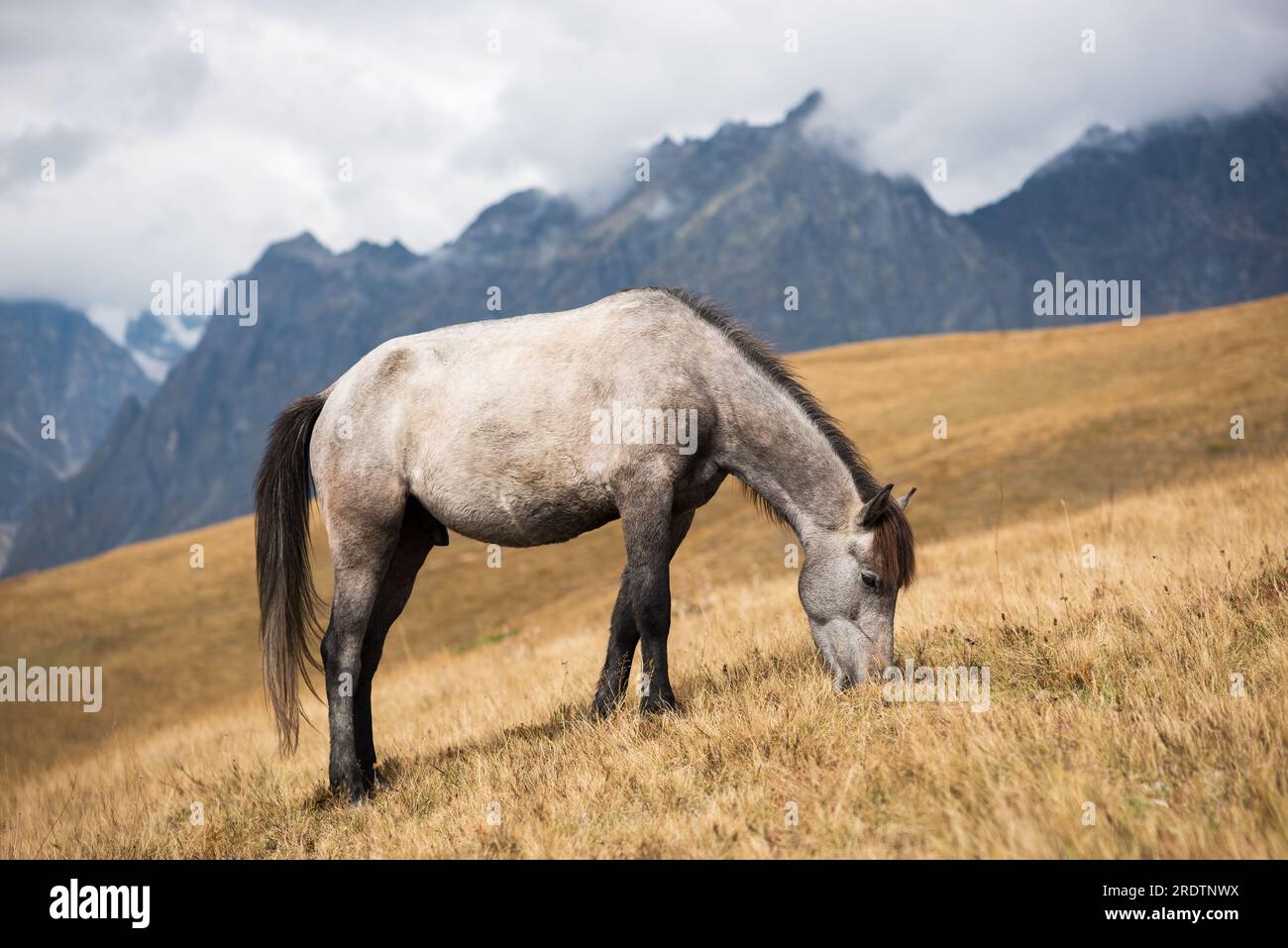 Cavallo grigio in montagna. Zemo Svaneti, Georgia Foto Stock