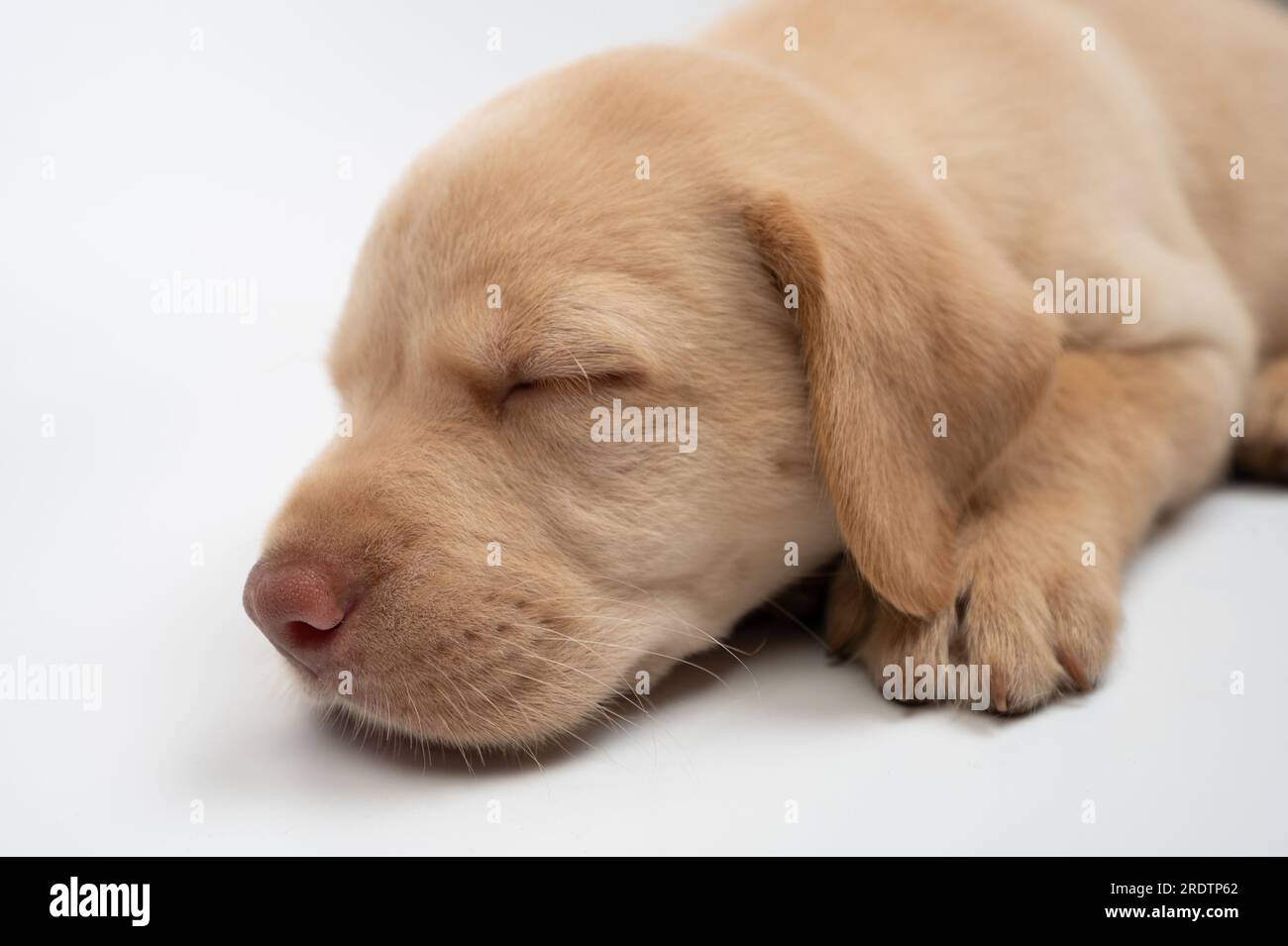Stanco cane labrador addormentato dopo aver giocato isolato su uno sfondo bianco dello studio Foto Stock