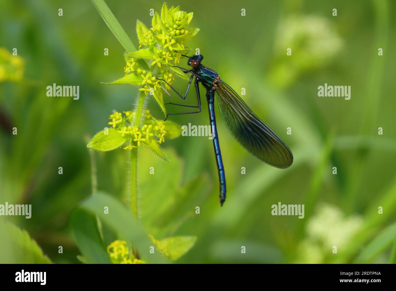 Banded Demoiselle riposa su una pianta di paglia liscia, contea di Durham, Inghilterra, Regno Unito. Foto Stock