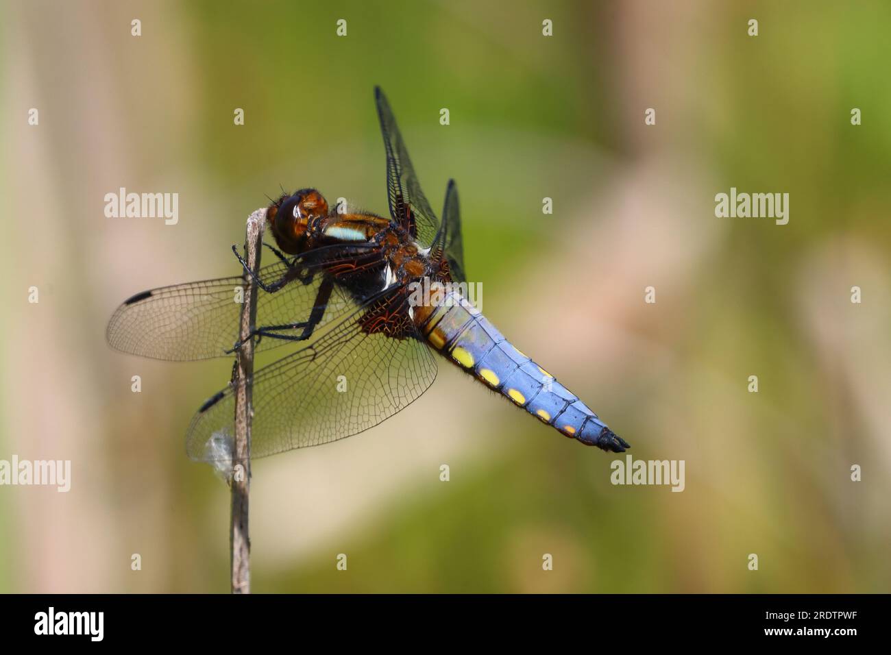 Male Broad Boddied Chaser Dragonfly Holding on a Reed , County Durham, England, UK. Foto Stock