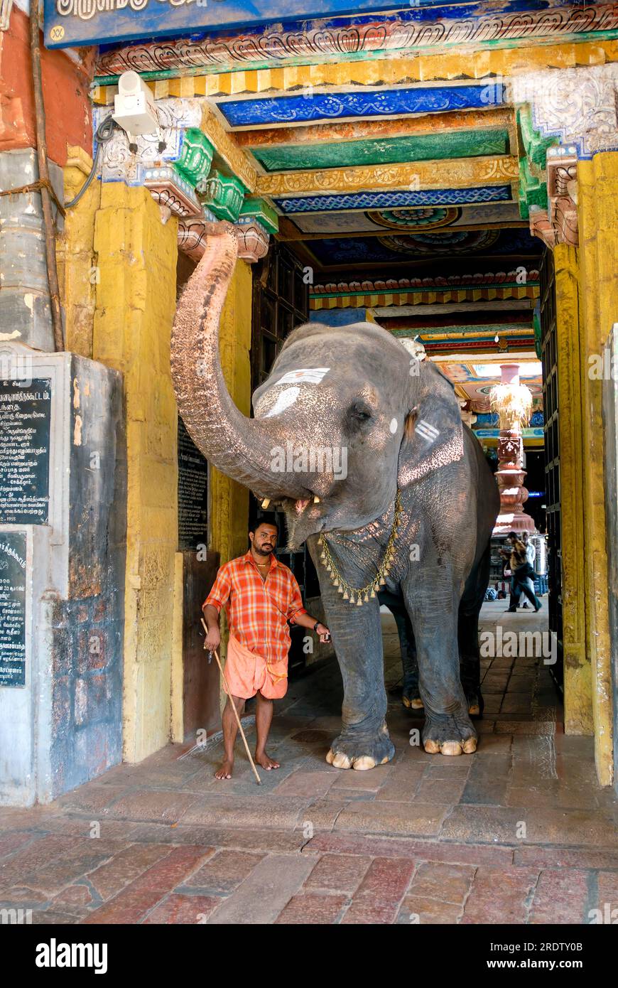 L'elefante del tempio di Adi Kumbeshvarar a Kumbakonam, Tamil Nadu, Inida, Asia Foto Stock