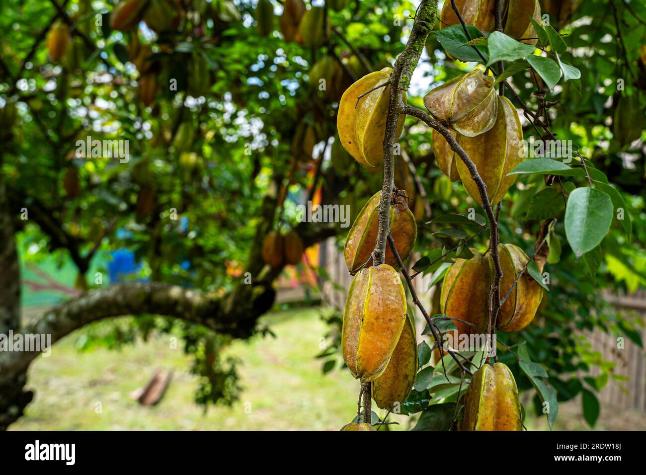 Vista ravvicinata di un albero biologico di carambola pieno di frutta Foto Stock