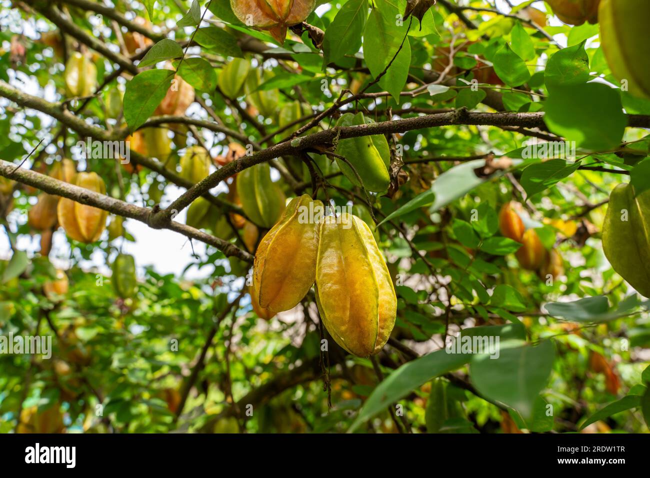 Vista ravvicinata di un albero biologico di carambola pieno di frutta Foto Stock