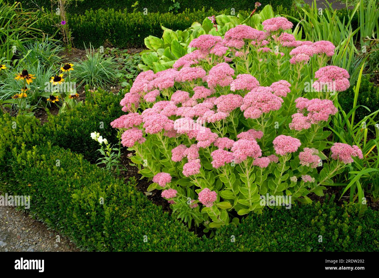 Sedum Purpureum Immagini E Fotografie Stock Ad Alta Risoluzione Alamy sedum-purpureum-immagini-e-fotografie-stock-ad-alta-risoluzione-alamy