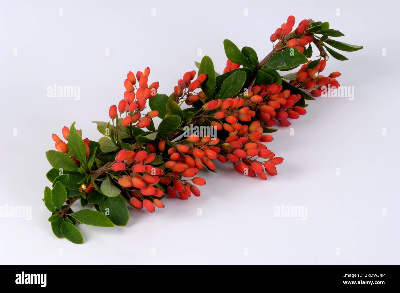 Frutti di bosco, spina acida, bacca di aceto (Berberis vulgaris), tridentina, piante di spina acida (Berberidaceae) Foto Stock