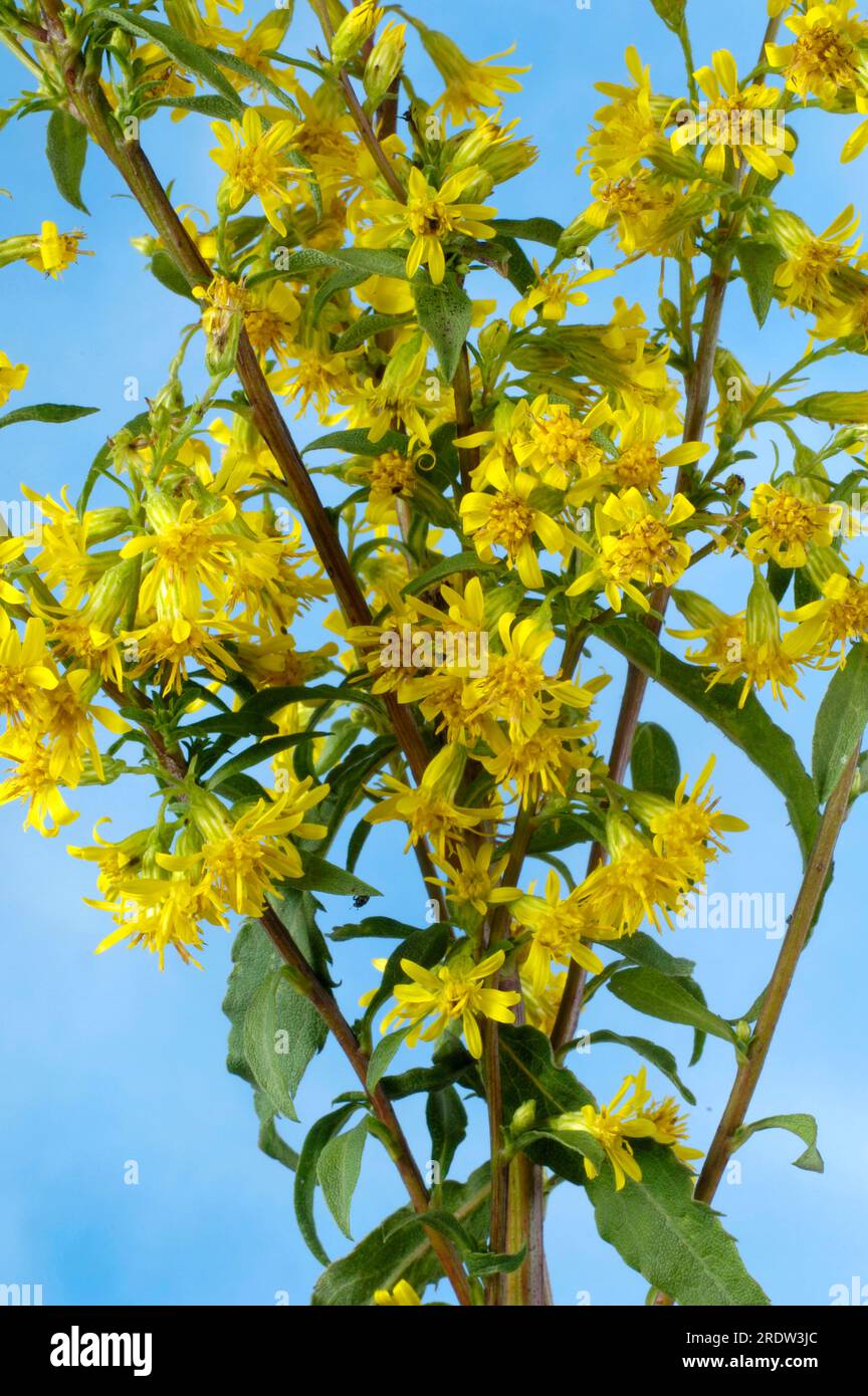 Goldenrod (Solidago virgaurea) Foto Stock