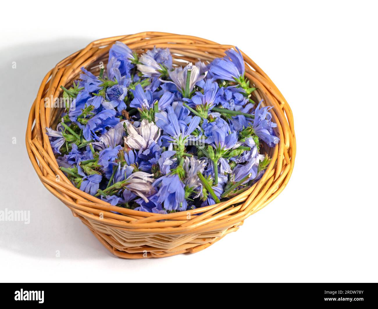 Fiori di cicoria, Cichorium intybus, in cestello per essiccazione Foto Stock