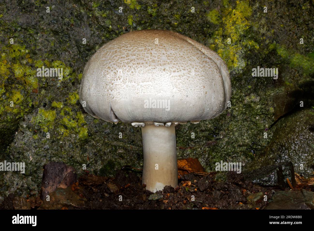 L'Agaricus macrosporus (fungo macro) è un fungo commestibile raro che si trova lungo le frange boschive e nei prati. Foto Stock