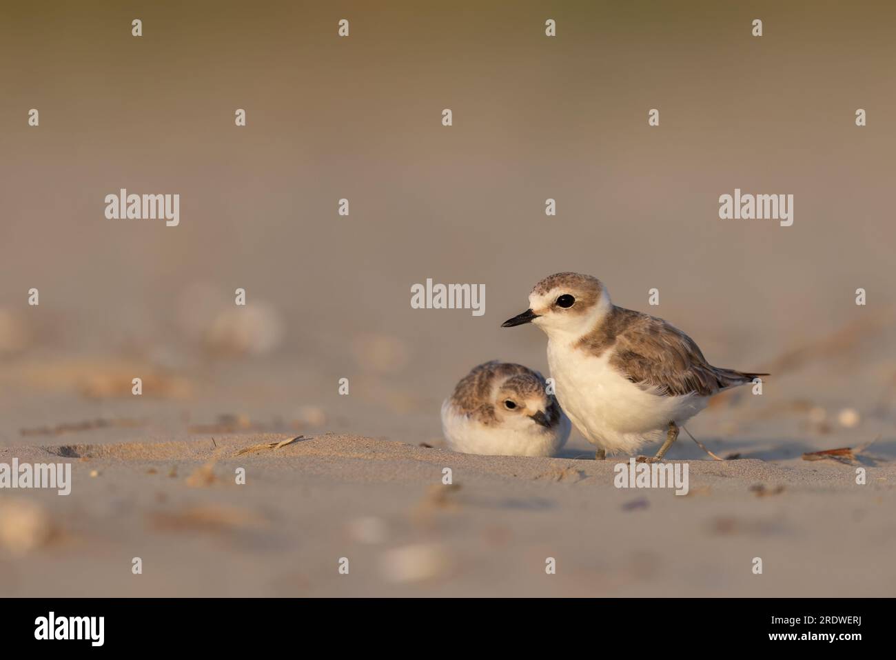 Kentish plover, trampolieri protetti sulle spiagge italiane. Foto Stock