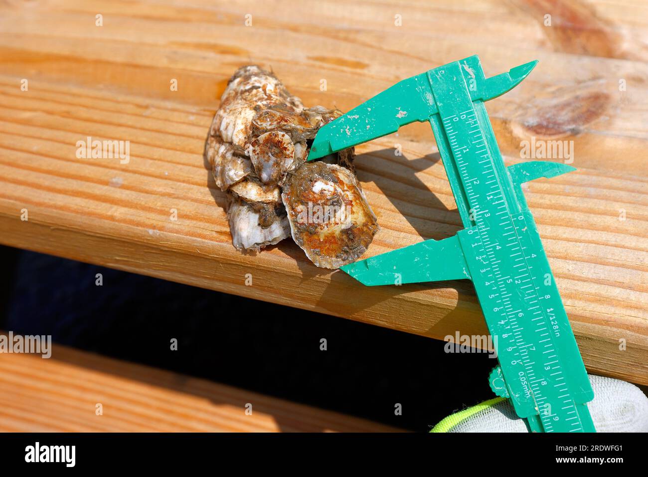 Measuring Oyster Growth at a Billion Oyster Project Research station on the East River in New York City, 15 luglio 2023. Foto Stock