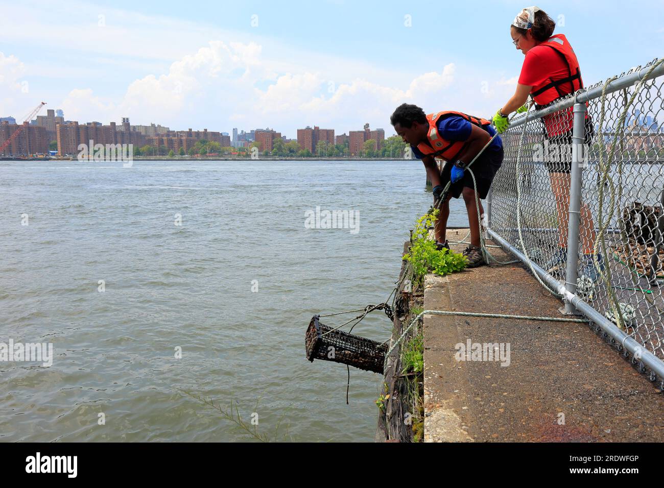 I membri dello staff del Billion Oyster Project tirano fuori una gabbia di ostriche dall'East River in una stazione di ricerca di ostriche a New York, il 15 luglio 2023. Foto Stock