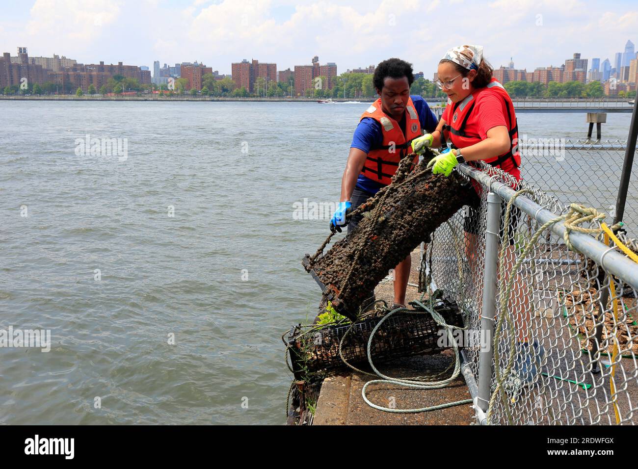 I membri dello staff del Billion Oyster Project tirano fuori una gabbia di ostriche dall'East River in una stazione di ricerca di ostriche a New York, il 15 luglio 2023. Foto Stock