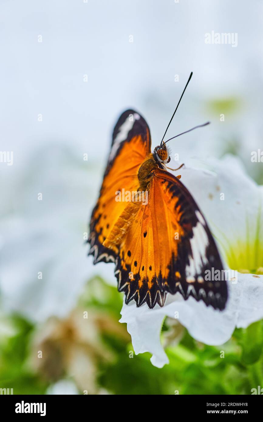 La farfalla arancia da vicino su un fiore bianco con sfondo bianco e verde Foto Stock