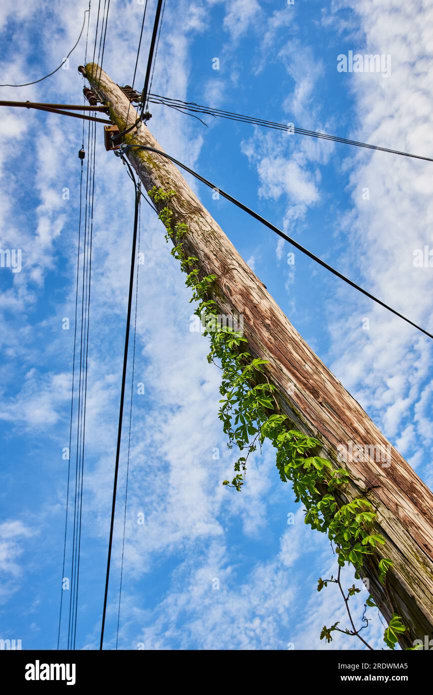 Viti Green ivy che crescono direttamente su un vecchio palo telefonico con linee elettriche in tutte e quattro le direzioni Foto Stock