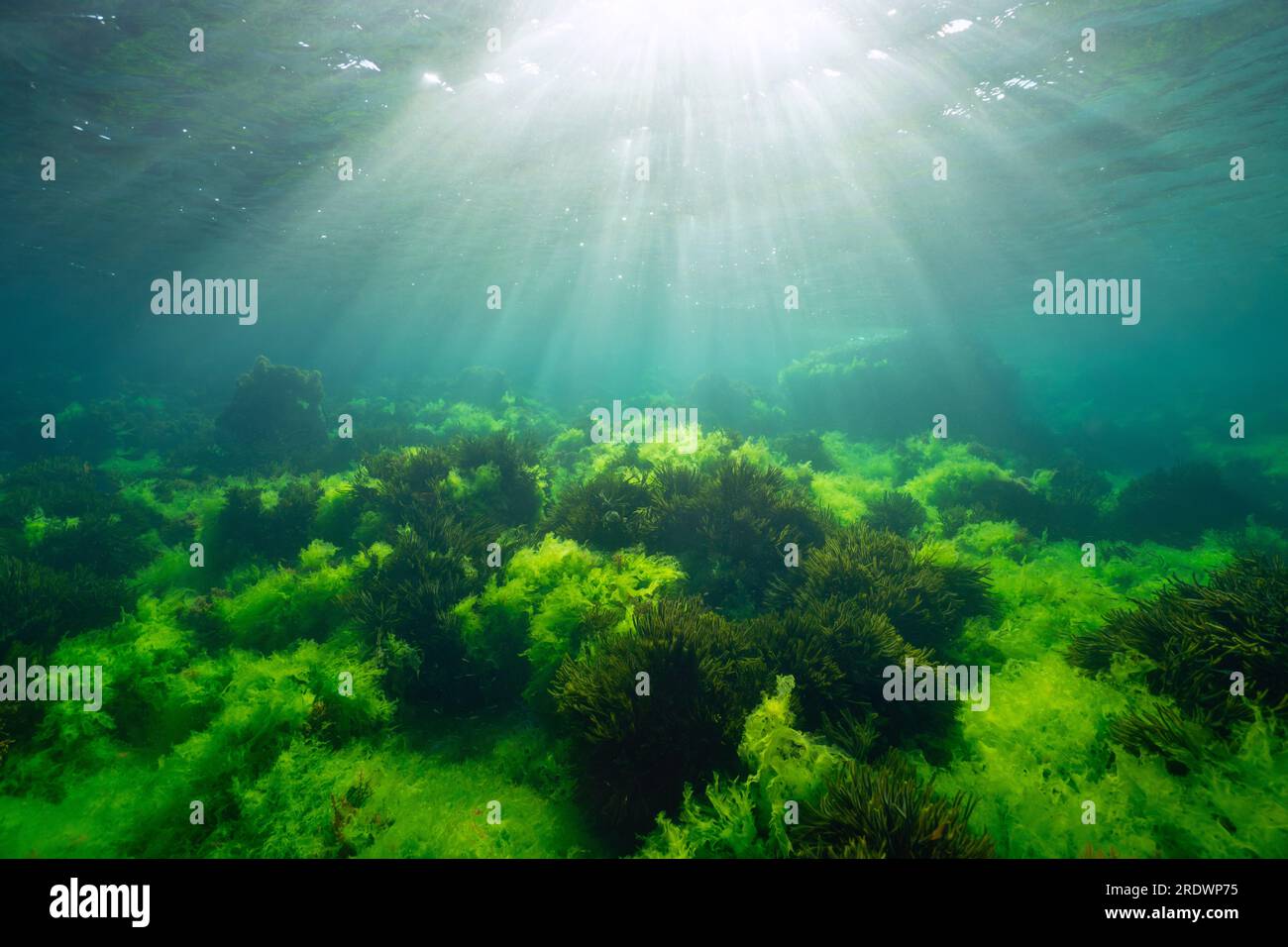 Alghe verdi con luce solare, paesaggi marini sottomarini nell'oceano Atlantico, scenari naturali (alghe Ulva lactuca e Codium tomentosum), Spagna, Galizia Foto Stock