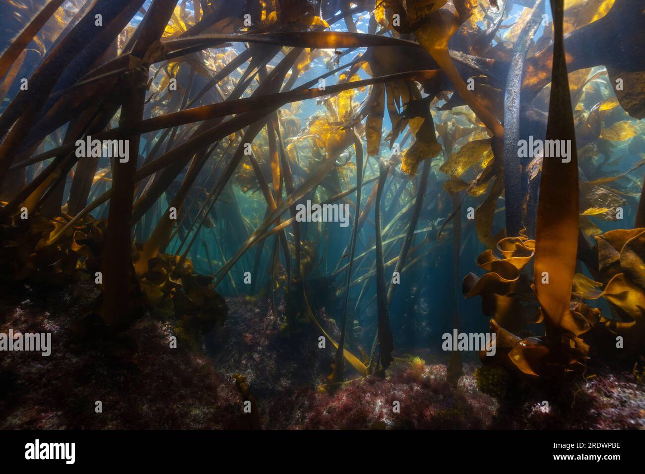 Foresta di alghe sott'acqua nell'oceano Atlantico, alghe di Furbellow Saccorhiza polyschides, scenario naturale, Spagna, Galizia, Rias Baixas Foto Stock