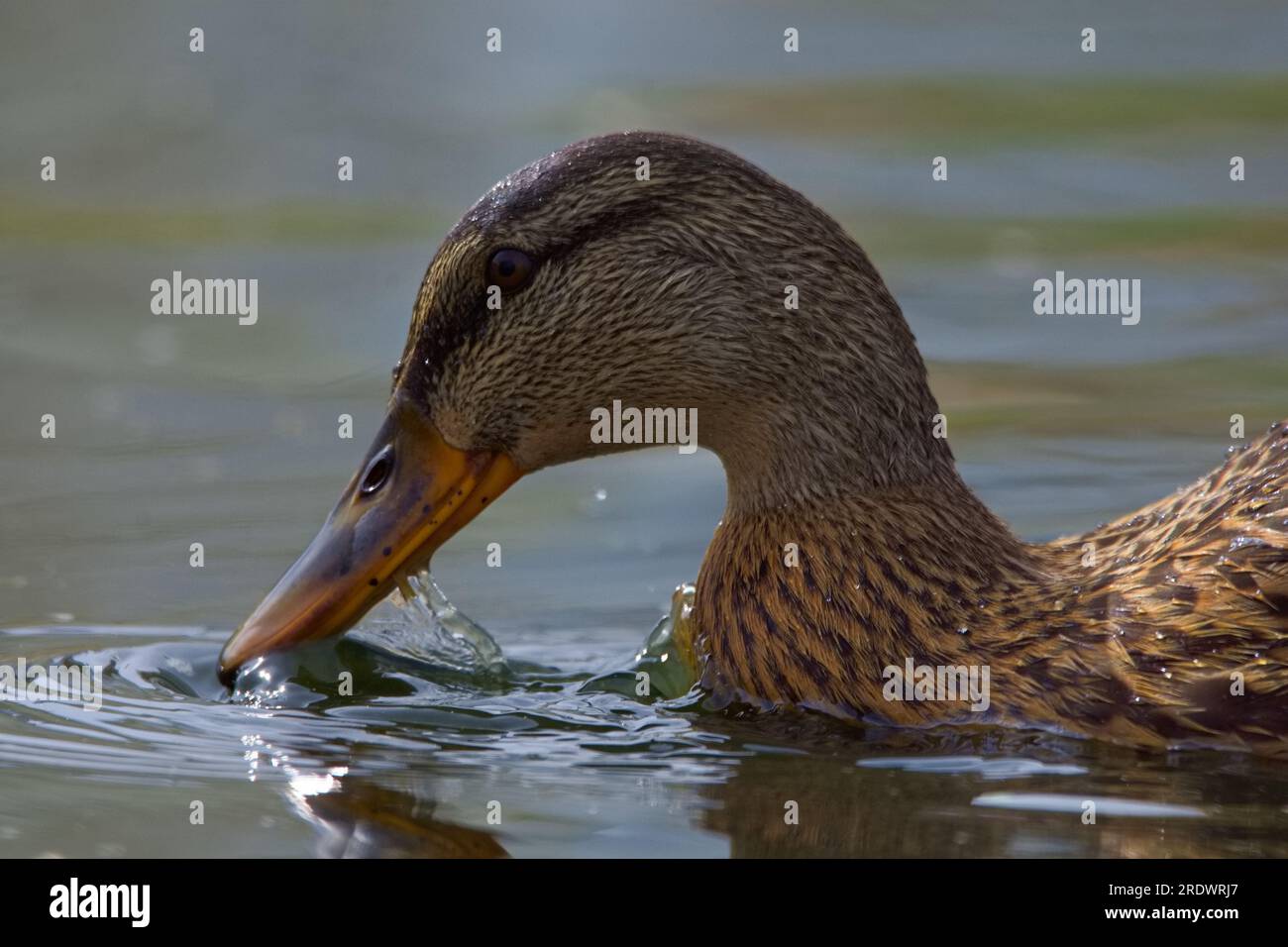 Bellissima immagine ravvicinata di un'anatra di Maiard alla ricerca di cibo nell'acqua torbida di uno stagno locale. Foto Stock