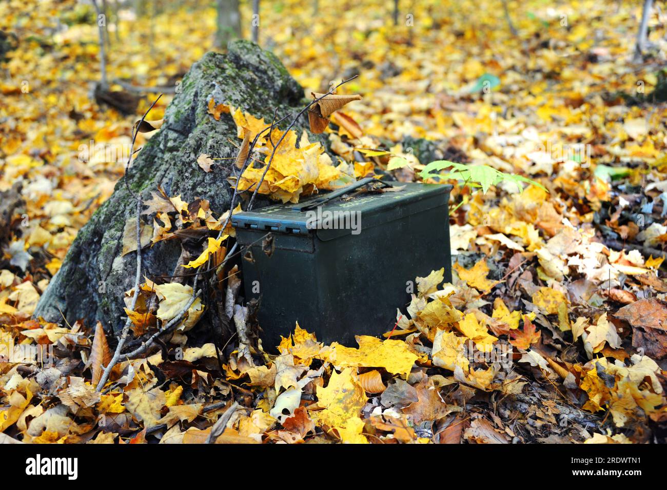 La scatola di munizioni militari funge da geocache nascosto tra le montagne del Tennessee. Le foglie d'autunno dorate circondano la scatola metallica. Foto Stock