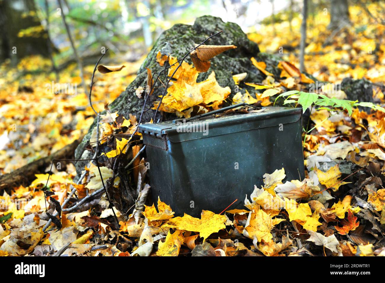 Per questa attività di geocaching viene utilizzata una scatola di munizioni militari. Si trova mimetizzato sul fondo della foresta ricoperto di foglie autunnali. Foto Stock