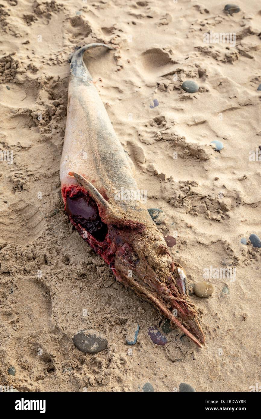Una Dead Harbour Porpoise si è lavata sulla Freshwater West Beach, Pembrokeshire, Galles, Regno Unito Foto Stock