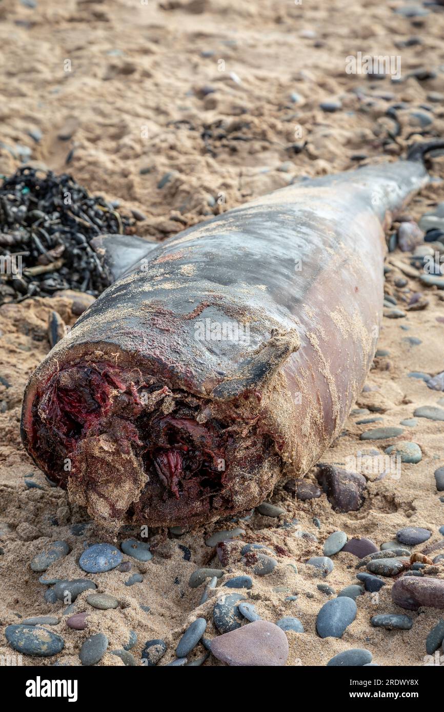 Una Dead Harbour Porpoise si è lavata sulla Freshwater West Beach, Pembrokeshire, Galles, Regno Unito Foto Stock