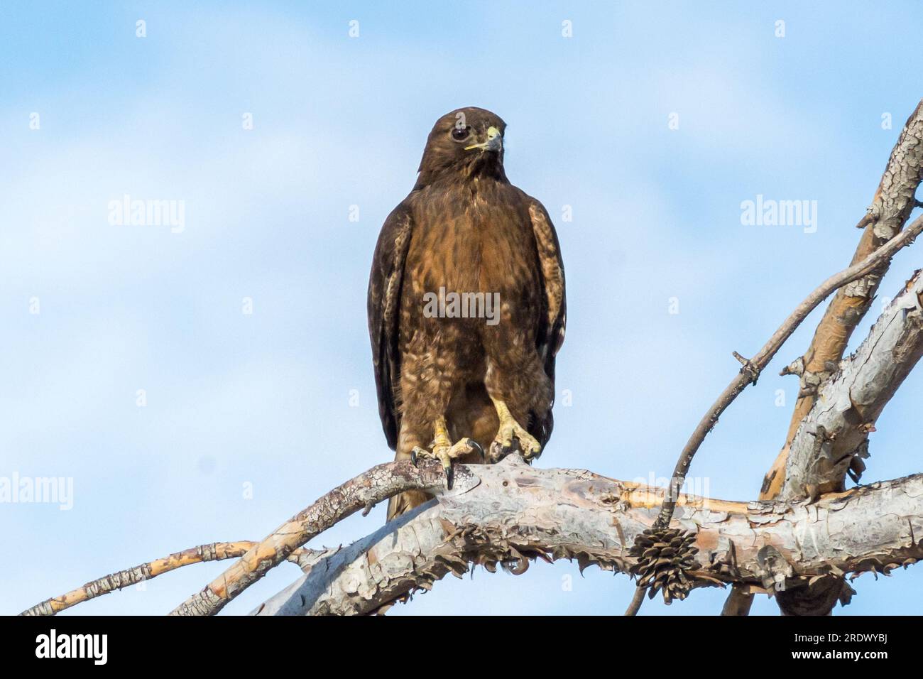 Un falco dalla coda rossa (Buteo jamaicensis) si trova su un ramo alla ricerca di prede. Foto Stock