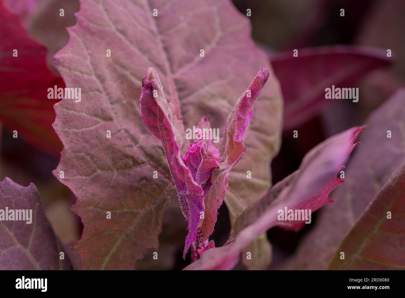 splendido sfondo naturale con fiori estivi Foto Stock