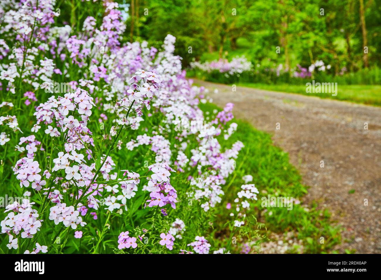 Splendidi fiori viola Dames Rocket perenni sul lato della strada di ghiaia con alberi lontani Foto Stock