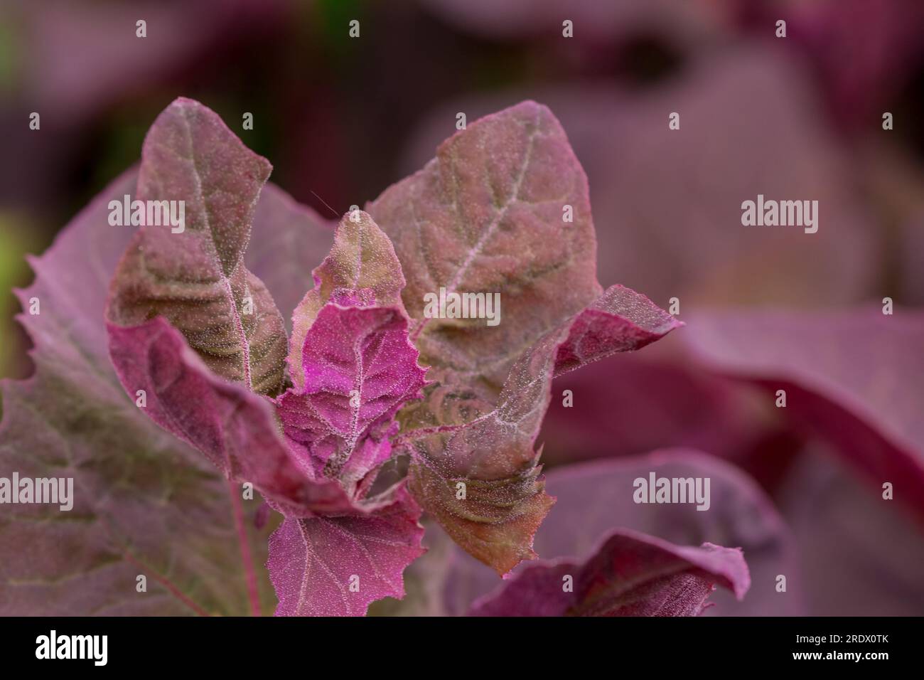 splendido sfondo naturale con fiori estivi Foto Stock